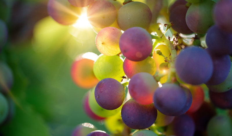 uva-vino-piemontese